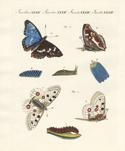 Borboletas bonitas de German School