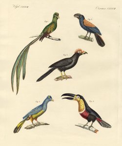 Belas e novas aves trepadeiras (gravura colorida) de German School