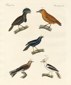 Pássaros bonitos (gravura colorida) de German School