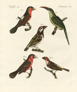 Belas aves trepadeiras (gravura colorida) de German School