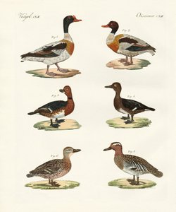 Patos bonitos (gravura colorida) de German School