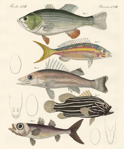 Lindo peixe (gravação colorida) de German School