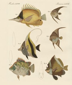 Bonito peixe (gravação colorida) de German School