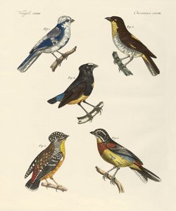 Belas aves estrangeiras (gravura colorida) de German School