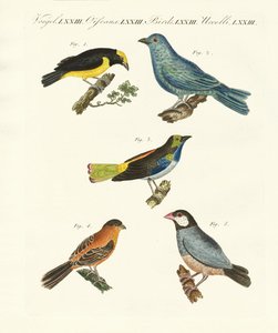 Belas aves estrangeiras (gravura colorida) de German School