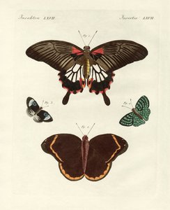 Belas borboletas estrangeiras (gravura colorida) de German School