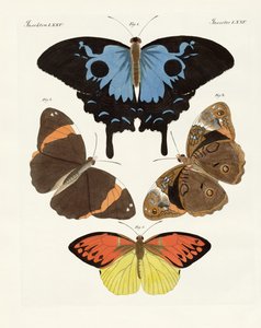 Belas borboletas estrangeiras (gravura colorida) de German School