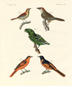 Lindas e estranhas aves estrangeiras (gravura colorida) de German School