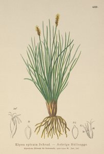 Bellardis pântano (Kobresia myosuroides, Elyna myosuroides, Kobresia bellardii, Elyna bellardii, Elyna scirpina, Elyna spicata) de German School