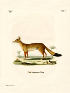 Raposa Bengala (gravação a cores) de German School