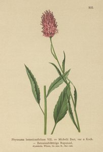Rampion com folhas de betônia (Phyteuma betonicaefolium) de German School
