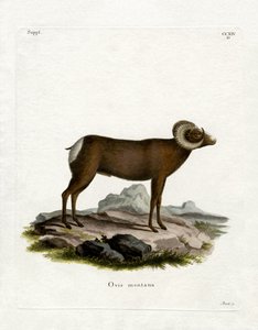 Bighorn Sheep (gravura colorida) de German School