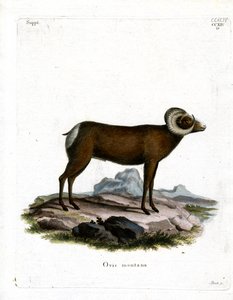 Bighorn Sheep (gravura colorida) de German School