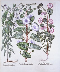 Trepadeira, Cachorros Malditos e Trepadeira do Mar, de Hortus Eystettensis, de Basil Besler (1561-1629), pub. 1613 (gravura colorida à mão) de German School