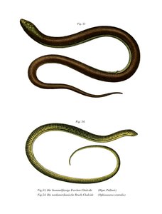 Bipes Pallasii (cor litho) de German School