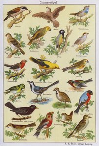 Aves (litografia a cores) de German School