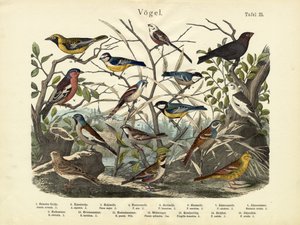 Aves, c.1860 de German School