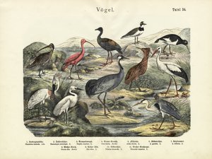 Aves, c.1860 de German School