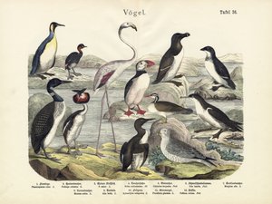 Aves, c.1860 de German School
