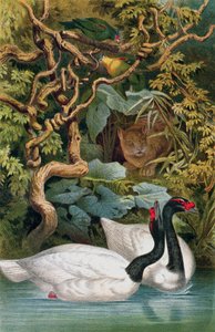 Cisne de pescoço preto, registro de Brehms Tierleben: Allgemeine Kunde des Tierreichs, vol.6, p.598, publicado pelo Bibliographisches Institut, 1892 de German School