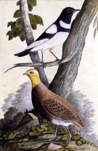 Turdus ruficollis e Perdiz (Perdix perdix), c.1740 (aguarela sobre papel) de German School