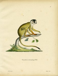 Macaco Esquilo de Cabeça Preta (gravação a cores) de German School
