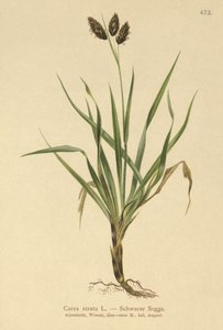 Alpino-carriço-preto (Carex atrata) de German School