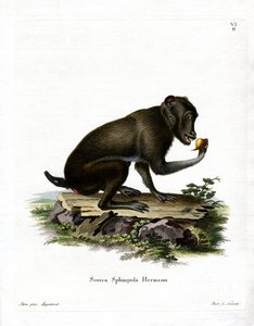 Babuíno preto (gravação a cores) de German School
