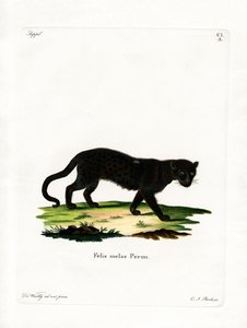 Leopardo Preto (gravação a cores) de German School