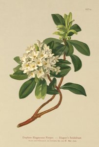 Blagays Daphne (Daphne Blagayana Freyer) de German School