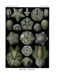 Blastoidea, 1899-1904 de German School