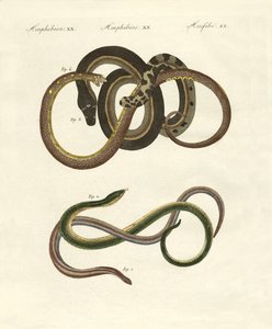 Blindworms de German School