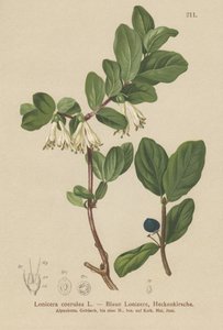 Madressilva Azul (Lonicera caerulea, Lonicera coerulea) de German School