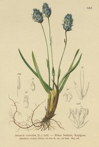 Capim-azul (Sesleria caerulea, Sesleria uliginosa) de German School