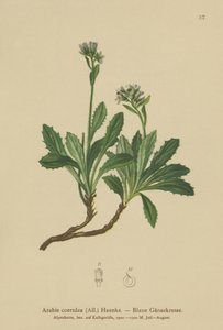 Agrião-azul (Arabis caerulea, Arabis coerulea) de German School