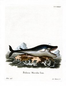 Baleia Azul (gravura colorida) de German School
