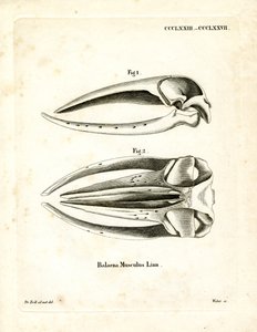 Blue Whale Skull (gravura colorida) de German School
