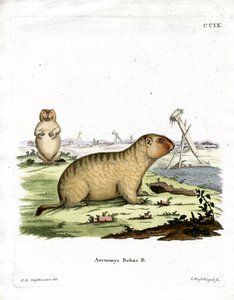 Bobac Marmot (gravação a cores) de German School