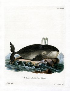 Baleia-cabeça de proa (gravura colorida) de German School