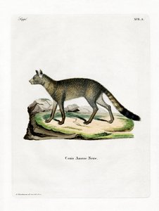 Raposa Brasileira (gravura colorida) de German School