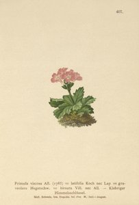 Primrose de folhas largas (Primula viscosa, Primula Latifolia, Primula Hirsuta) de German School