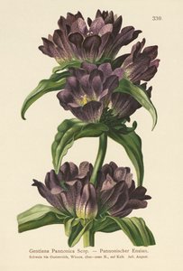 Genciana Marrom (Gentiana Pannonica) de German School