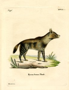 Hiena Castanha (gravação a cores) de German School