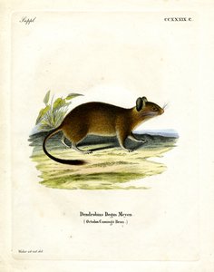 Rato de cauda de escova (gravura colorida) de German School