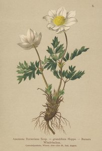 Anêmona dos Bursers (Anemone Burseriana, Anêmona grandiflora) de German School