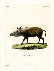 Bushpig (gravura colorida) de German School
