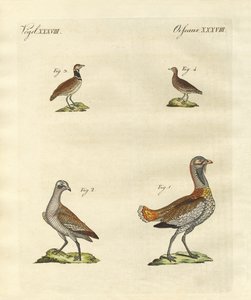 Abetos de German School