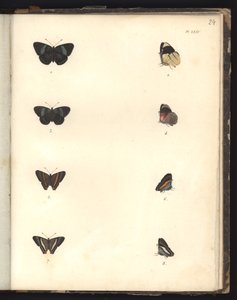 Borboletas, Pl. XXIV, ilustração do Compêndio de Observações de Zoologia e Danatomismo Comparado, feitas no Oceano Atlântico, dentro do novo continente e no Mar do Sul durante o de German School