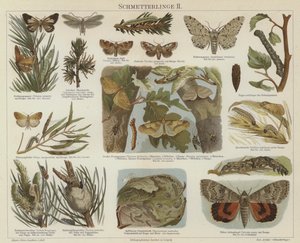 Borboletas e mariposas (cor litho) de German School