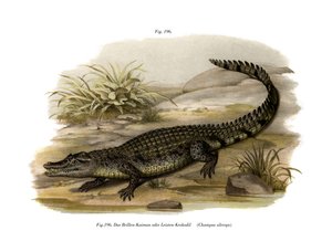 Caiman (cor litho) de German School